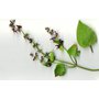 cistec Stachys-sylvatica herb.jpg