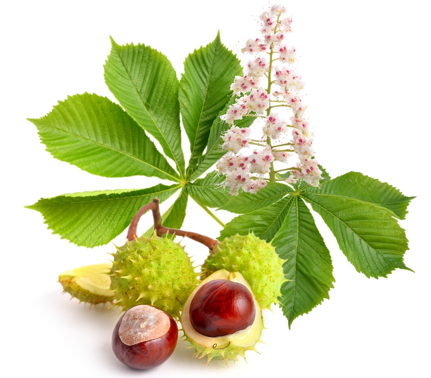 Pagaštan Konský (Aesculus Hippocastanum)