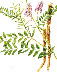 Kozinec blanitý (Astragalus membranaceus)