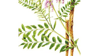 Kozinec Blanitý (Astragalus Mambranaceus)