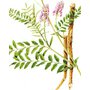 Astragalusmembranaceusherb.jpg