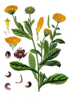 Nechtík lekársky (Calendula officinalis)