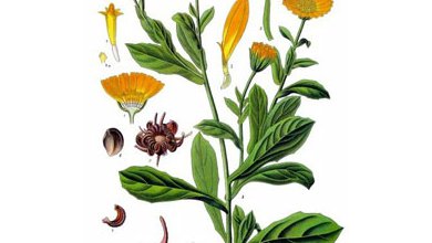 Nechtík lekársky (Calendula officinalis)