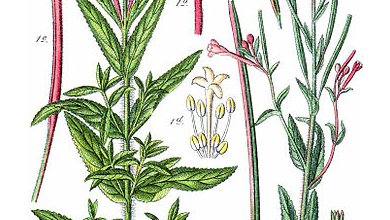 Vrbovka Malokvetá (Epilobium Parviflorum)