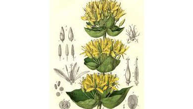 Horec Žltý (Gentiana lutea)