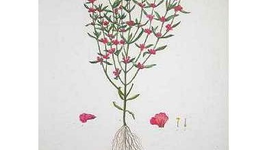 Saturejka Záhradna (Satureja hortensis)