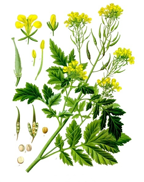 Hočica Biela (Sinapis alba)