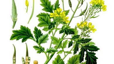 Hočica Biela (Sinapis alba) Hočica Biela (Sinapis alba)