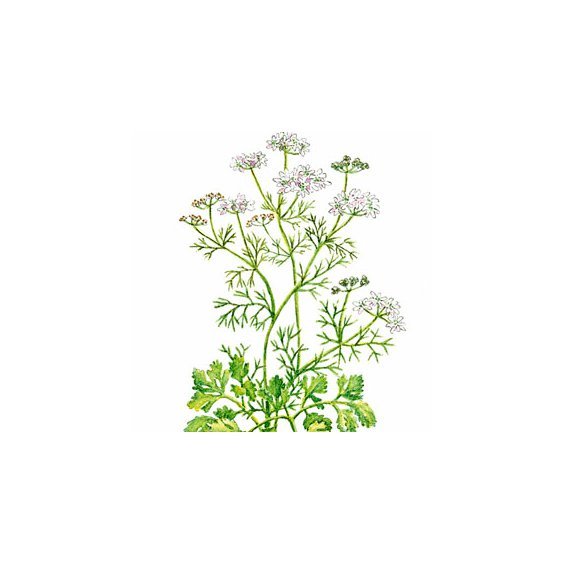 koriander herb.jpg