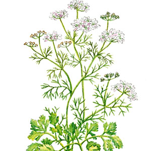 Koriander siaty (Coriandrum sativum)