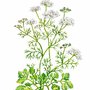 koriander herb.jpg