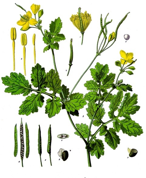 Lastovičník väčší  (Chelidonium majus)