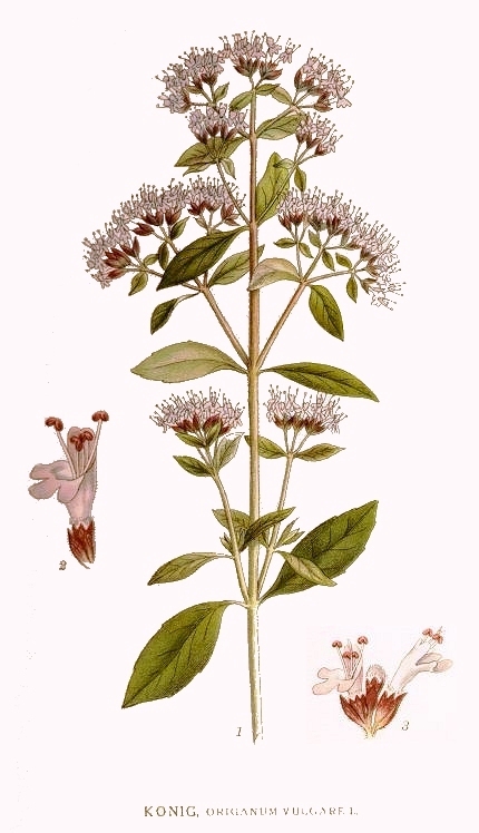 Pamajorán obyčajný (origanum vulgare)