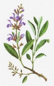 Šalvia lekárska (Salvia officinalis)