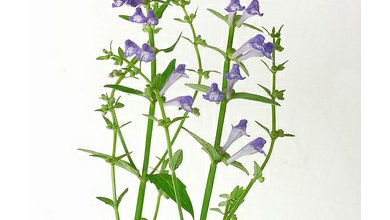 Šišak Fúzatý BAN ZHI LIAN (Scutellaria barbata)