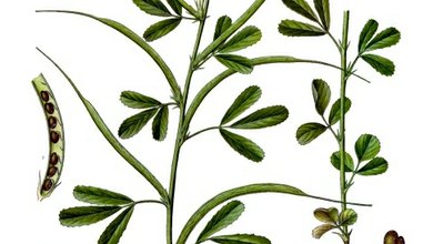 Senovka grécka - Fenugreek (Trigonella foenum-graeceum)