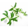 Steviarebaudianaherb.jpg