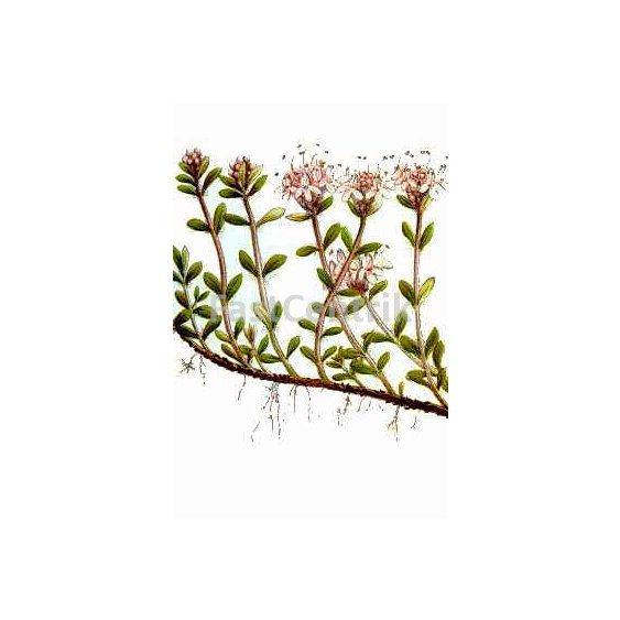 Thymusserpyllumherb.jpg