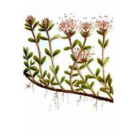 Materina Dúška Obyčajná Olej - Silica 10 ml (Thymus Serphyllum)
