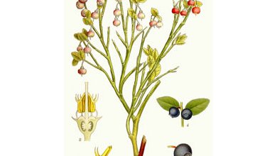Čučoriedka Obyčajná (Vaccinium myrtillus)