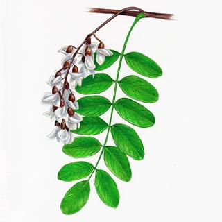 Agát Biely (Robinia pseudoacacia)