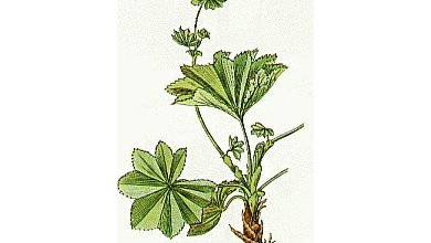 Alchemilka obyčajná - žltozelená (Alchemilla vulgaris, xanthochlora ) Alchemilka obyčajná - žltozelená (Alchemilla vulgaris, xanthochlora )