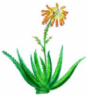 Aloe Kapská (Aloe capensis ferox)