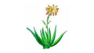 Aloe Kapská (Aloe capensis ferox) Aloe Kapská (Aloe capensis ferox)