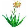 Aloe kapska (Aloe capensis) živica 50g
