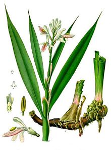 Alpinia Liečivá - Galgán (Alpinia officinarum)