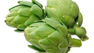 Artičoka zeleninová (Cynara scolymus)