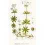 asperulaodorataherb.jpg