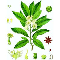 Badián - Plod Mletý - Prášok 34g (Illicium Verum)