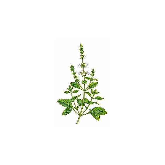 bazalka herb.jpg