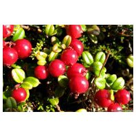 Brusnica Pravá List 50g (Rhodococcum vitis-ida)