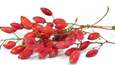 Dráč Obyčajný (Berberis vulgaris)