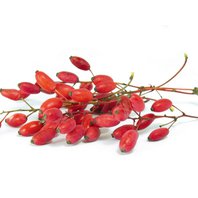Dráč Obyčajný Plod 500 g (Berberis vulgaris)