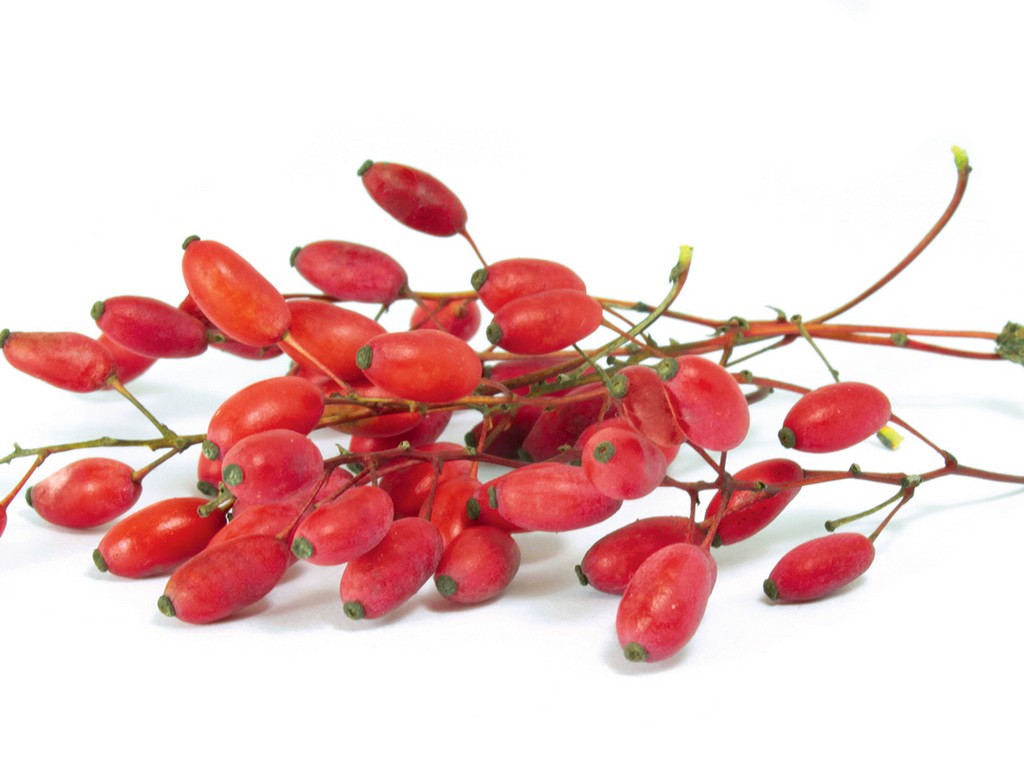 Dráč Obyčajný (Berberis vulgaris)