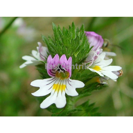 Euphrasia rostkoviana ocianka .jpg