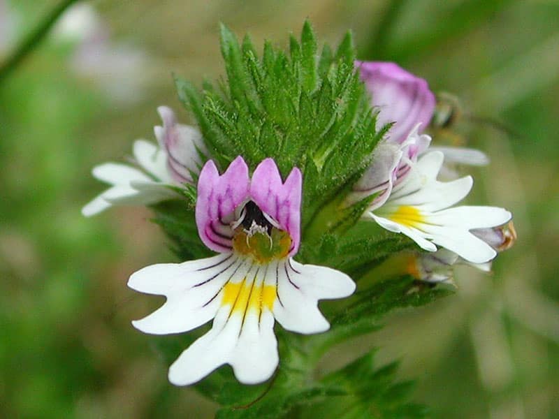 Očianka Rostkovová( Euphrasia rostkoviana - officinalis)