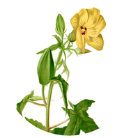 Ibištek Pižmový Semeno 1kg (Hibiscus abelmoschus)