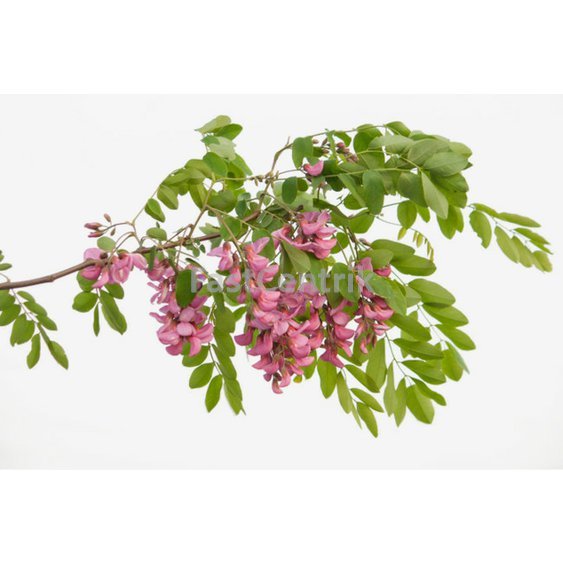 Sophora japonica herb.jpg