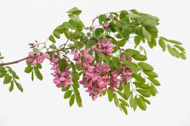 Sofora japonská (Sophora japonica)