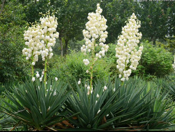 Yucca Shidigera