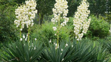 Yucca Shidigera Yucca Shidigera