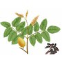 balzamovnikherb.jpg