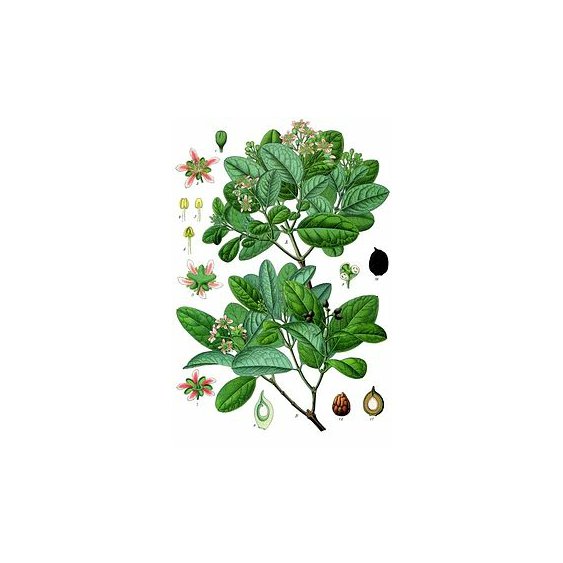 boldovnikherb.jpg