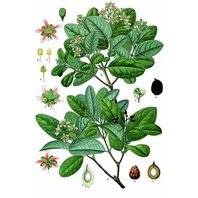 Boldovník Voňavý List  100g (Peumus boldus)
