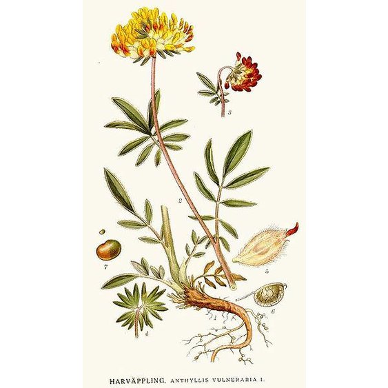 bolhojherb.jpg