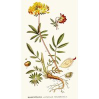 Bôľhoj Lekársky Kvet 1 kg (Anthyllis vulneraria)